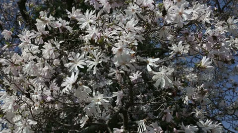 Pretty spring tree Stock Footage 22768861