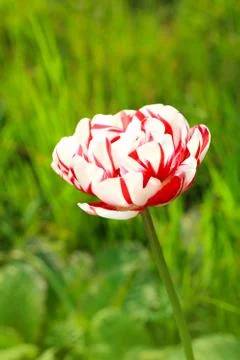 Pretty spring tulip Stock Photos