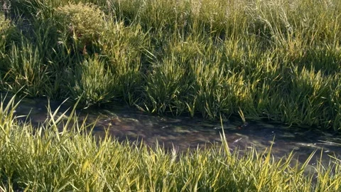 Pretty Stream Flowing Through Tall Lush Grass Video stock 154384579
