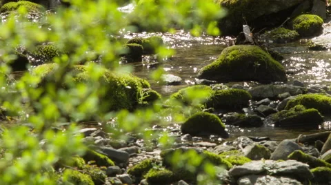 Pretty stream in New England at Springtime Stock Footage 49775678