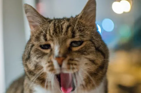 Pretty stripped cat Stock Photos