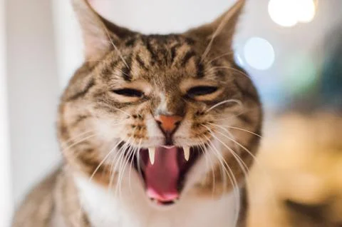 Pretty stripped cat Stock Photos
