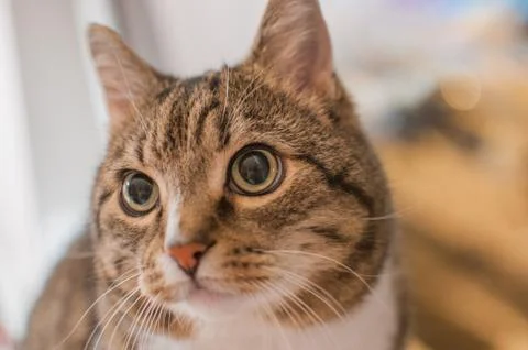 Pretty stripped cat Stock Photos
