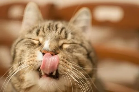 Pretty stripped cat Stock Photos