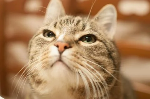 Pretty stripped cat Foto stock