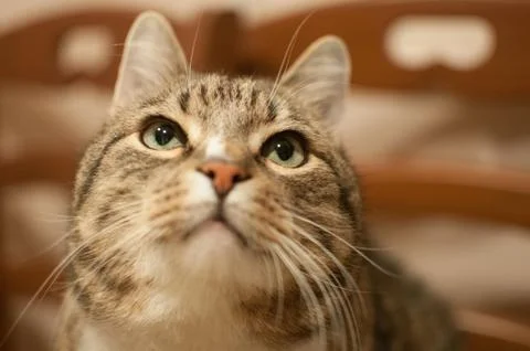 Pretty stripped cat Stock Photos