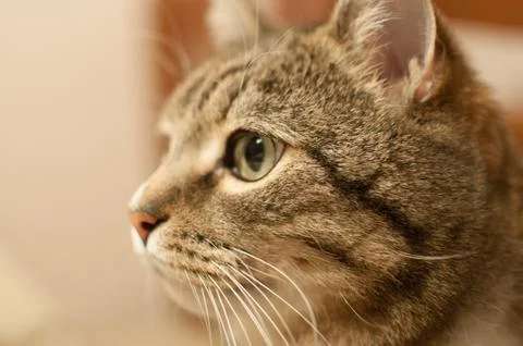 Pretty stripped cat Stock Photos