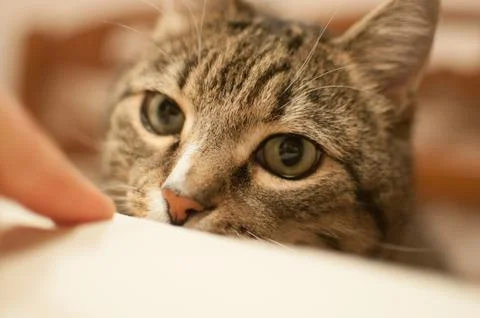 Pretty stripped cat Stock Photos