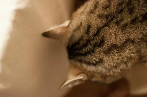 Pretty stripped cat Stock Photos