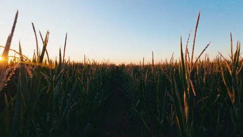 Pretty sunset over cornfield Stock Footage 289338924