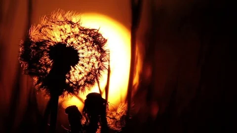 Pretty sunset in rural field Stock Footage 72387661