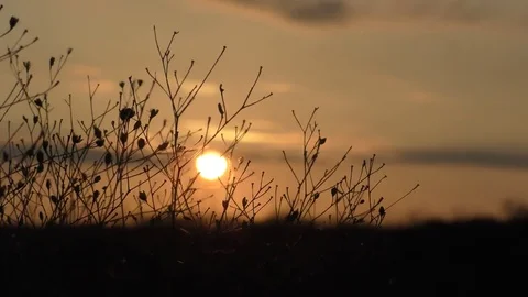 Pretty Sunset by the trees Stock Footage 73939498
