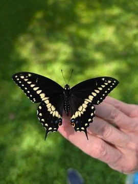 A pretty swallowtail butterfly 스톡 사진