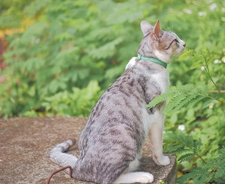 A pretty tabby stood on the limestone in a blooming meadow. Domestic cat in t Stock Photos