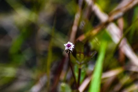 Pretty tiny flower in the swamp grass 写真素材