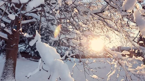 Pretty tree branches with deep snow fall as the sun is setting Stock Footage 88883962