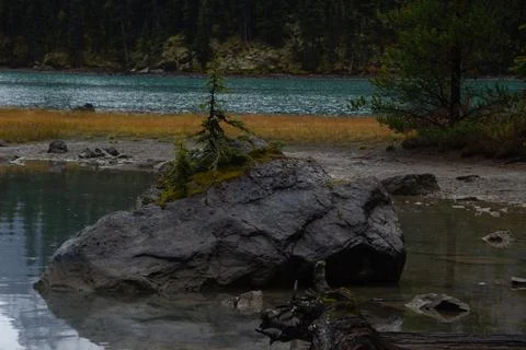 Pretty tree grows in the rock Stock Photos