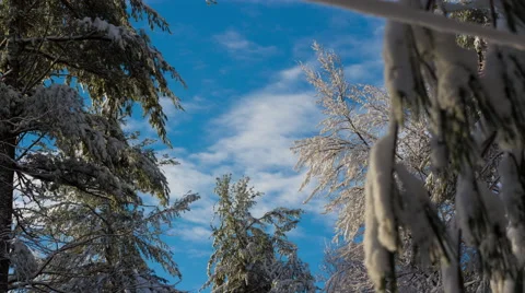 Pretty Trees Covered in Snow with Clouds 4K Timelapse Vídeo Stock 44393342