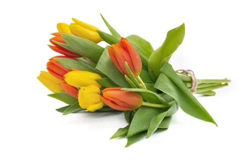Pretty tulips Stock Photos