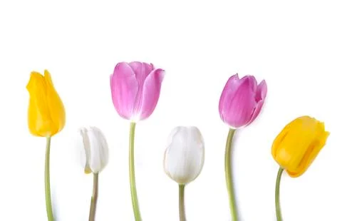 Pretty tulips on stem Stock Photos