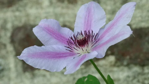 A pretty two tone pink clematis 'pink fantasy' flower close up. 4K locked tripod Stock Footage 140984277