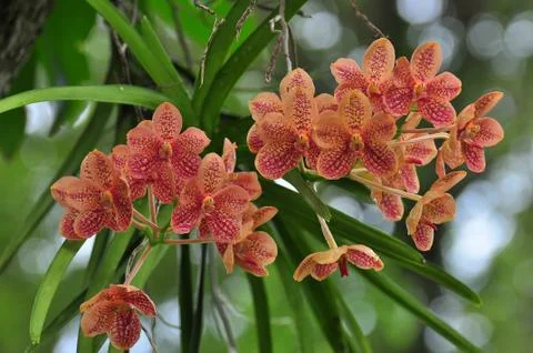 Pretty Vanda Stock Photos