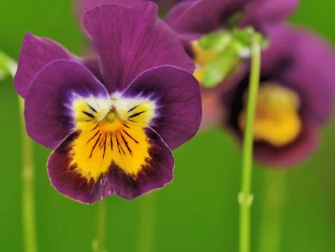Pretty violet pansy Stock Photos