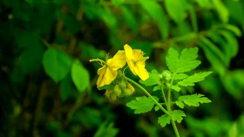 Pretty warm spring a celandine wild flowers 库存影片 145348853