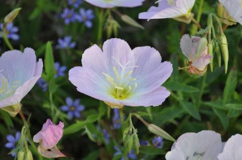 Pretty Weed Foto stock