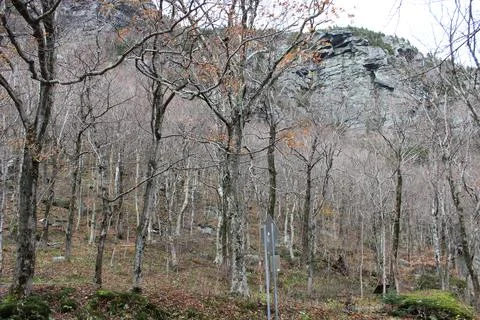 Pretty White Capped Fall Foliage Trees Vermont Mountains Fotos Stock