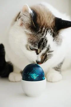 Pretty white cat with Easter blue egg in porcelain stand Stock Photos