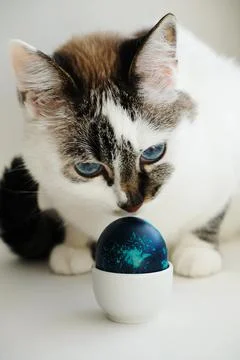Pretty white cat with Easter blue egg in porcelain stand Stock Photos