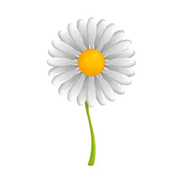 A pretty white daisy Illustrazione stock