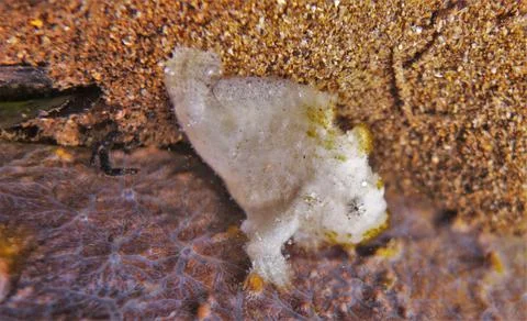 Pretty white frog fish Stock Photos