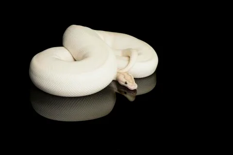 Pretty white king python snake curled up on a black background with reflectio Photos
