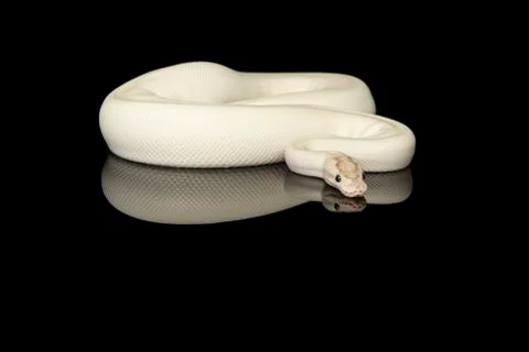 Pretty white king python snake on a black background with reflection 写真素材
