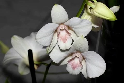 Pretty white orchids Stock Photos