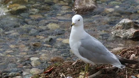 Pretty white ringed-bill gull standing at lake shore Stock Footage 52307807