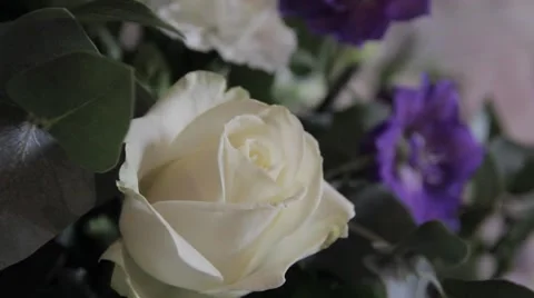 Pretty White Rose Pull Focus - Nature Flower  Video stock 41114226