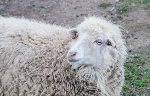 Pretty white sheep Stock Photos