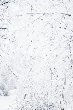This Pretty Winter Day Stock Photos