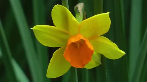 Pretty yellow and orange narcissus closeup Stock Footage
