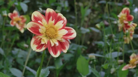 Pretty yellow and red collarette dahlia flower with bee visit. 4K locked tripod Stock Footage 143580981