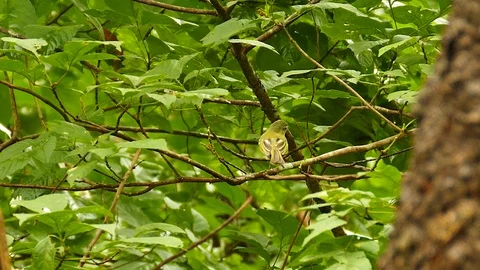 Pretty yellow bird perched and flies away in Panama nature Stock Footage 123549685