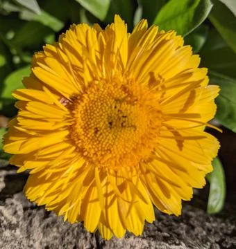 Pretty Yellow Flower 스톡 사진
