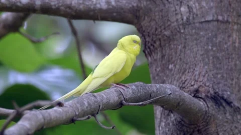 Pretty Yellow Parakeet Perching On A Tree Branch - close up 스톡 동영상 145873941
