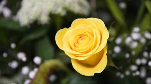 A pretty yellow rose Stock Footage 152303269