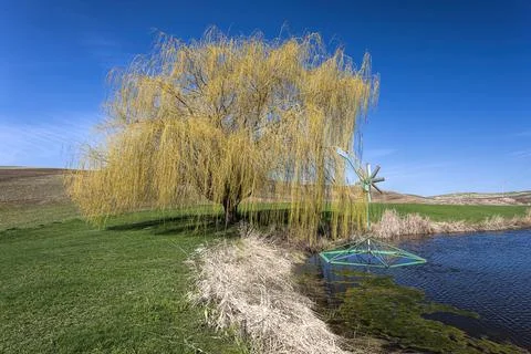 Pretty yellow tree by pond. Stock Photos