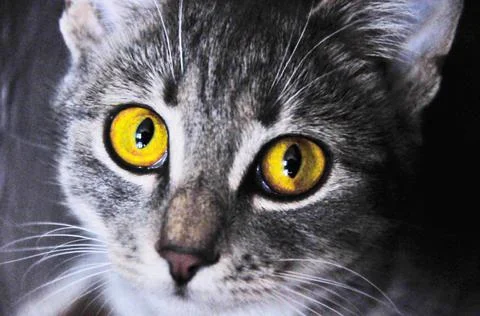 Pretty young cat 스톡 사진