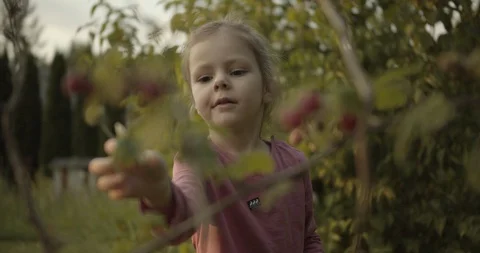 Pretty young girl picking up raspberry from the tree 스톡 동영상 117555432